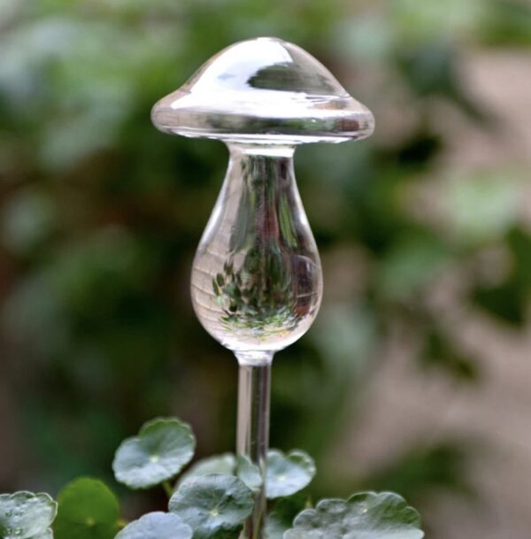 Glass Witering Mushroom