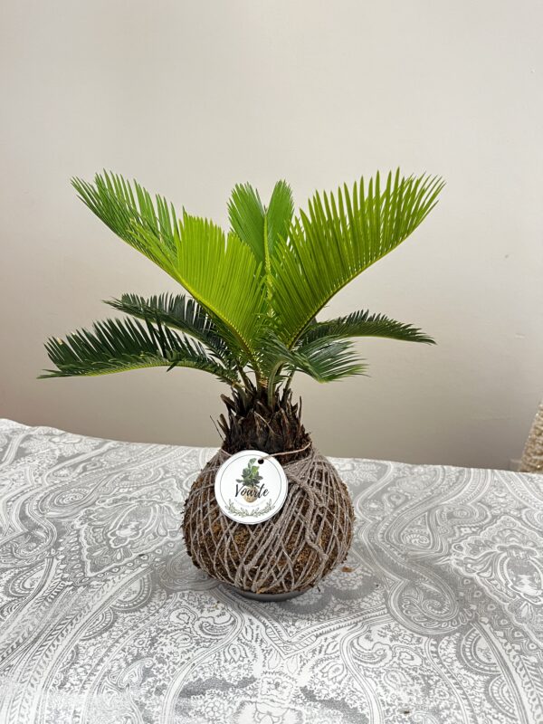 Cycas Revoluta