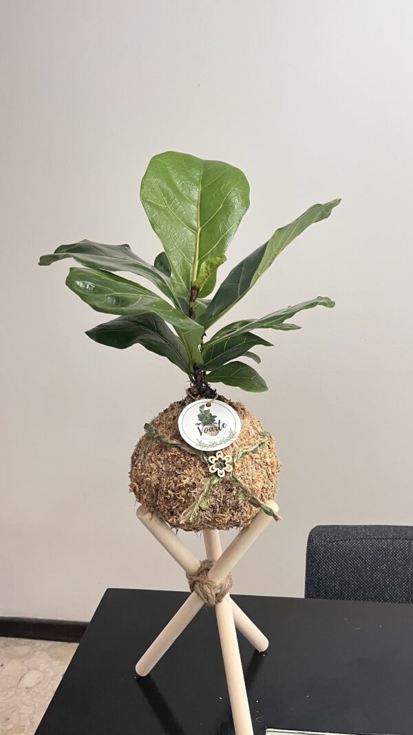Ficus Lyrata