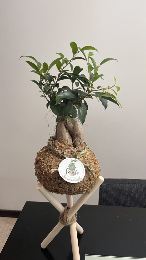 Ficus Tipo Bonsai